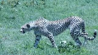 Cheetah wandering the Serengeti