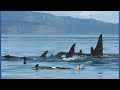 howard garrett southern resident orca culture and tokitae