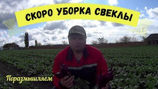 Краткий обзор Свеклы,советую посмотреть Немного философии на полях!!!