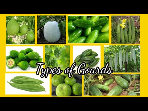 What vegetables belong to gourd family?