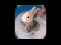 wow wet rabbits