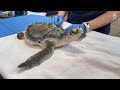 Saving Sea Turtles in the Wild