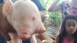 10 Animals That Are Born Only Once In a Thousand Years!