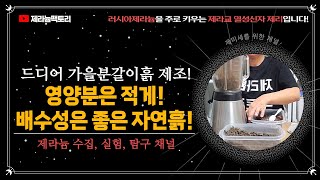 제라늄 분갈이흙! 자연흙 사용해서 영양분 적게!