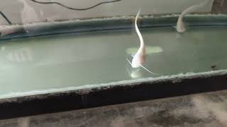 Silurus glanis Albino feeding. Wels catfish.