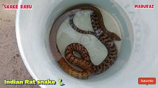 கோழி கூண்டுக்குள் அடியில் பதுங்கிய மஞ்சள் சாரை பாம்பு #snake babu #madurai #save nature's