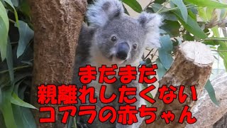 まだまだ親離れしたくないコアラの赤ちゃん　王子動物園のコアラ