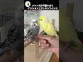 ジャンボが可愛いすぎて困っちゃうインコ 落ち着いて インコのお喋り shorts