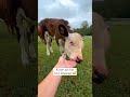 Baby Cow Loves Giving Kisses