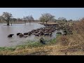 Massive Buffalo herd in Kruger Park.