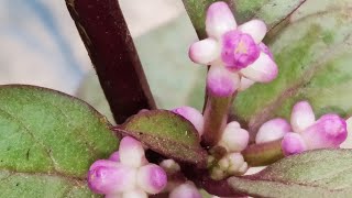 পুঁইশাক  এর ফুল ওফল। flower of spinach| shorts| video |