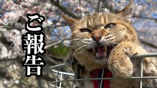 【保護猫】猫白血病と闘った猫。虹の橋を渡りました。