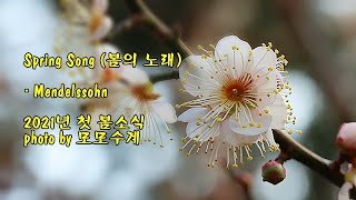 2021년 첫 봄소식 \u0026 Spring Song (봄의 노래) / Mendelssohn \u0026 photo by 모모수계