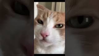 Walaka hello #cat #gato #gatos #catlover #pets #funny #kittenmusic #comedy #musiccat #cute