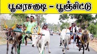 பூஞ்சிட்டுமாடு பூவரசகுடி 25-06-2019 புதுக்கோட்டை மாவட்ட poovarasakudi maadu vandi panthayam rekla