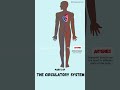 parts of the circulatory system