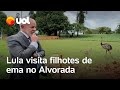 Lula publica vídeo visitando filhotes de emas e celebra ninhada no Alvorada; veja vídeo