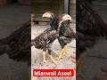 Mianwali Aseel Chicks #aseel #animals #chicks #baby #mianwali #viral #ytshorts #desi #peeps #love