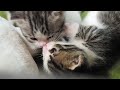 歩き回る子猫が心配な母猫【今日の子猫13】