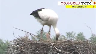 県内初誕生のコウノトリのヒナ　順調に成長中　巣立ちの時期まで「静かに見守りたい」【香川・まんのう町】 (23/05/23 17:50)