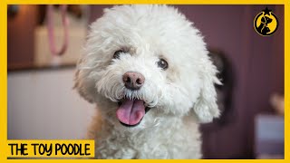 Toy Poodle Dog 101: Everything You Need to Know