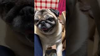 【パグ 】お母さん応援団ぶんぶん＃shorts＃パグ ＃pug＃犬のいる暮らし