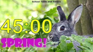 45 Minute Countdown Timer - Springtime Rabbit! 🐰