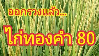 ออกรวงแล้ว...ไก่ทองคำ 80....ณ โคก หนอง นาทาม มะค่า มหาสารคาม  🌾🌾 0899428684  0925164252  0650495999