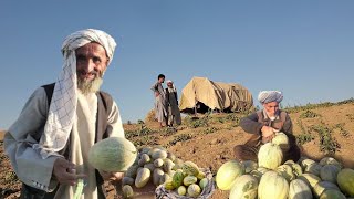 آغاز برداشت خربوزه للمی در چاه آب || Beginning of harvest of Lalam melons  in Chahab -  Our Village