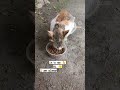 #cats and #kitten are #always #hungry for #more #treats at #ucp | #catvideos #funny #funnyvideo