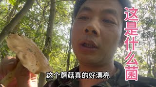 雨锅带着福来去巡山，发现山上的蘑菇一堆堆的，大家都有认识的吗