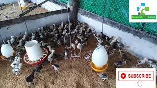 #KompheakLoveAnimals ចុះពិនិត្យសកម្មភាពកូនមាន់ កូនសិស្សមុនធ្វើវ៉ាក់សាំង / Check Health of Chicks