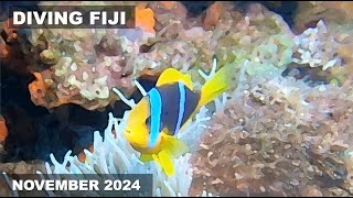 Diving Fiji, November 2024