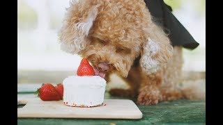 狗狗生日蛋糕  Birthday Cake for Dog