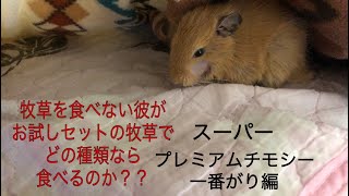 #1 牧草を食べない彼が、お試しセットの牧草で、どの種類なら食べるのか？？