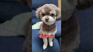 【チワプー】寝起きドッキリしようと思ったら起きてた小鉄！#チワプー #チワワ #トイプードル #犬 #犬のいる暮らし #犬のいる生活 #チワプーの小鉄