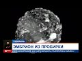 Израильские ученые получили человеческий эмбрион из стволовых клеток