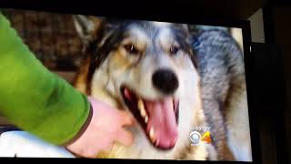 CBS4 News video about WOLF move 12-29-17