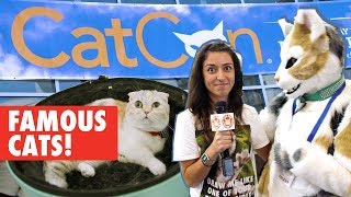 The Pet Collective Goes To CatCon