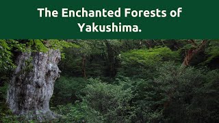 Exploring Yakushima's Enchanted Forests: A Journey to Japan's Natural Wonder