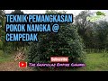 Teknik Pemangkasan Pokok Nangka @ Cempedak❗❗❗#1️⃣4️⃣6️⃣