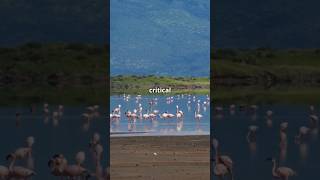 The Bizarre Ecosystem of Lake Natron