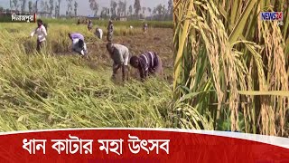 দিনাজপুরে আমন ধান কাটার মহা উৎসব, সোনার ফসল ঘরে তুলতে ব্যস্ত সময় পার করছেন  কৃষক-কৃষাণীরা 30Oct.20