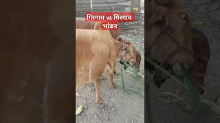 गिरगाय । लातूर उदगीर जनावर भाव /कोबड़ा। Latur udgir soyabean bhav/live soya/udgir