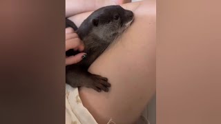 Otter Menma find comfortable on Mommy's lap😍🦦😄|Cute Otter