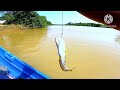 ikan tapah u0026ikan baung memilih⁉️ suka umpan udang galah‼️trip menajur sungai muar‼️