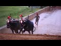 super race kambala chenne and paandu beautifull race