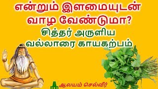 நூறு வயது வாழ கருவூரார் அருளிய வல்லாரை காயகற்பம்  | Vallarai Benefits in Tamil