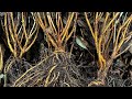 Why Bare Roots? Hypericum Grow-a-Long (4th November 2024)