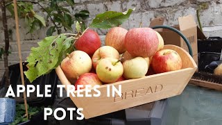 Container-Grown Apple Tree Harvest